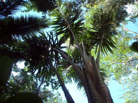 Metroxylon amicarum Caroline ivory-nut palm