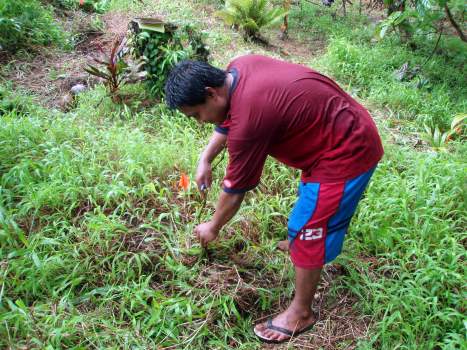 pertin_sakau pertin_sakau