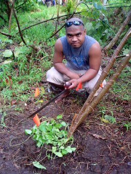 bercil bercil