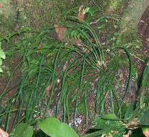 Vittaria elongata Vittaria elongata